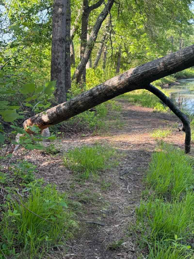 walking near me in Patuxent Ponds Park in summer