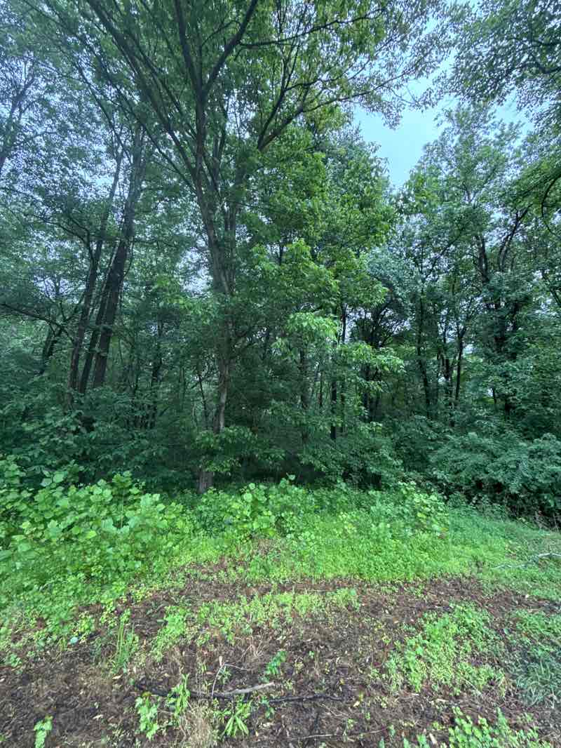 walking near me in Yorktown Community Park in summer
