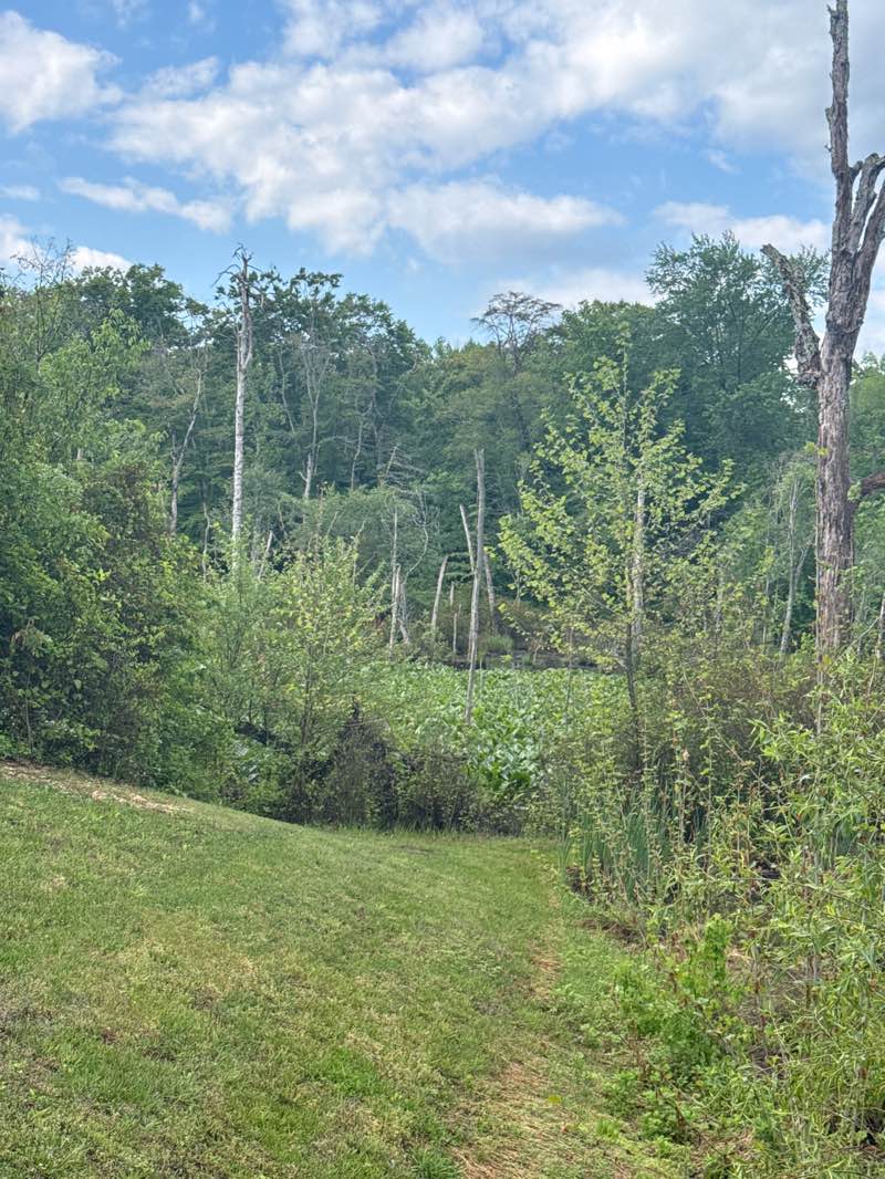 walking near me in WB&A Trail in spring