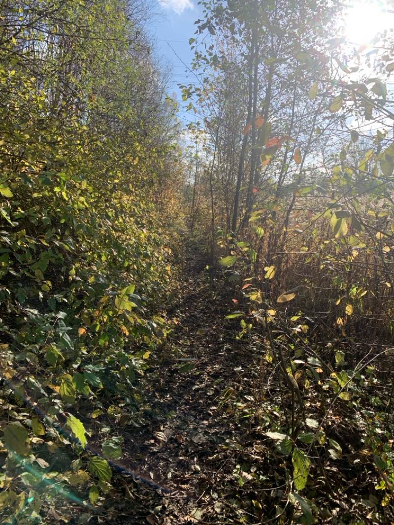 walking near me in Herdenkingsbos in autumn