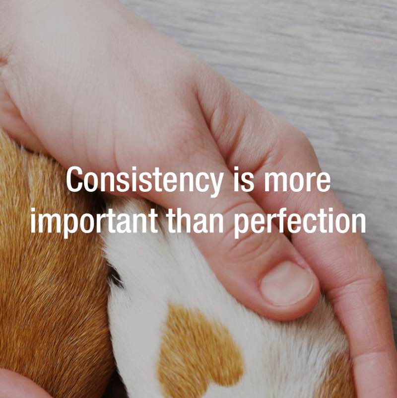 Walking Cats Annia post image