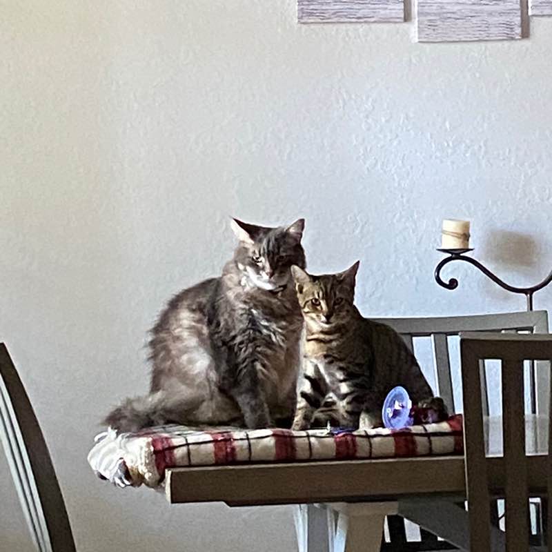 Walking Cats Annia post image