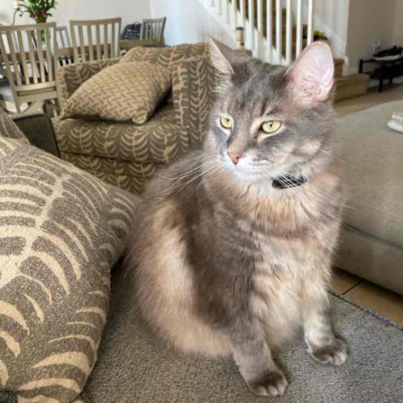 Walking Cats Annia post image