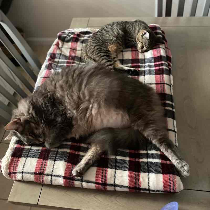 Walking Cats Annia post image