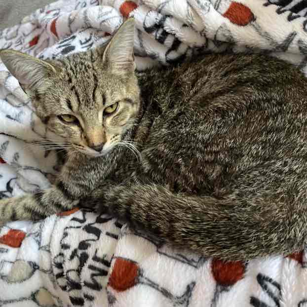 Walking Cats Annia post image