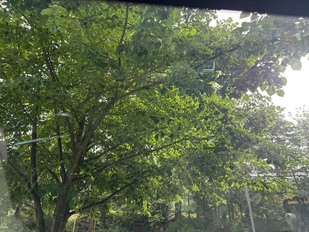 walking near me in Timberlake Park in summer