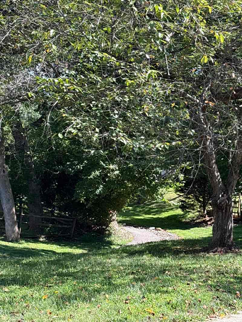walking near me in Black Hill Regional Park in autumn