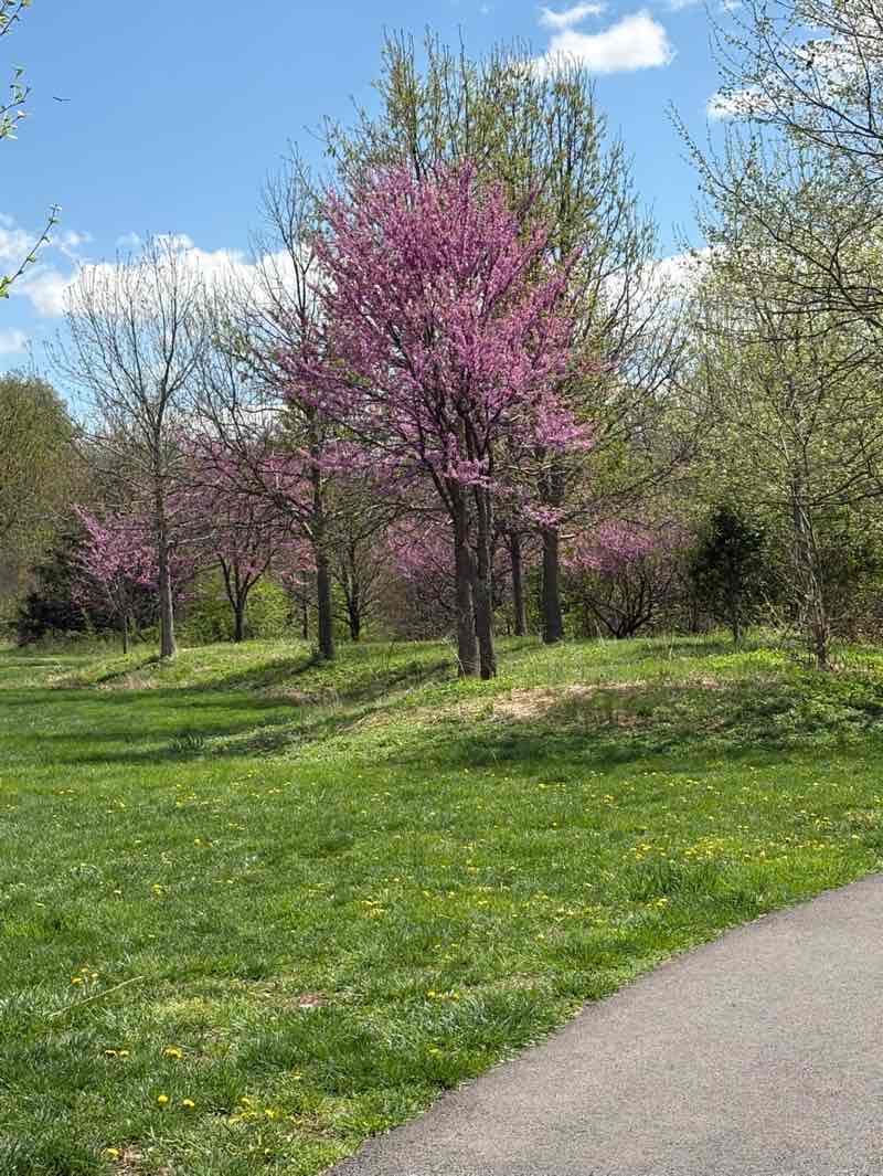 walking near me in Fallsgrove Park in spring