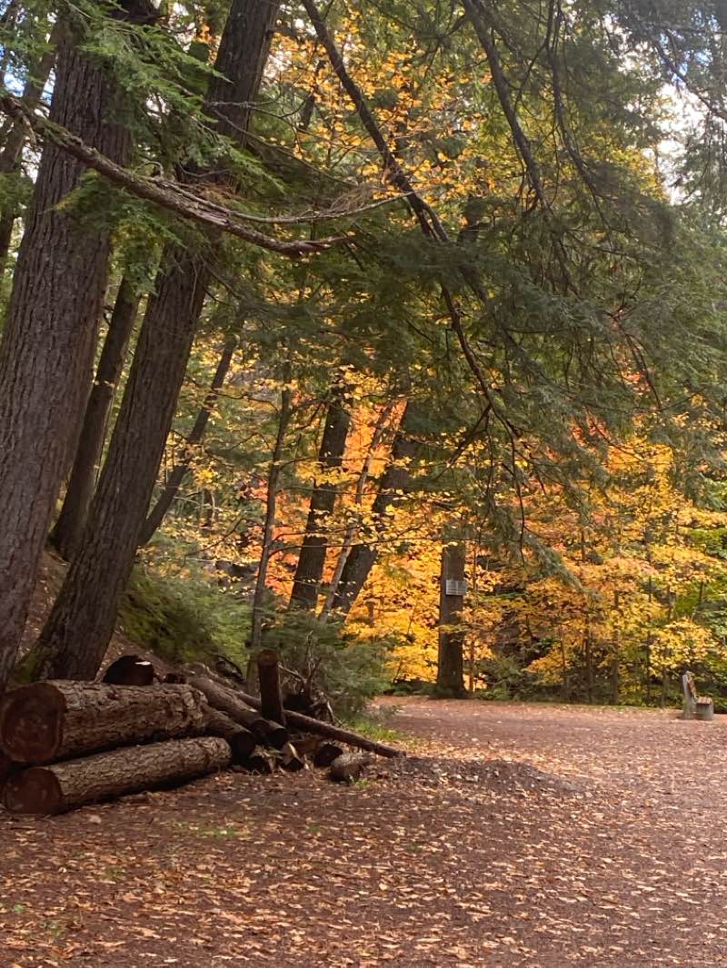 walking near me in Victoria Park in winter