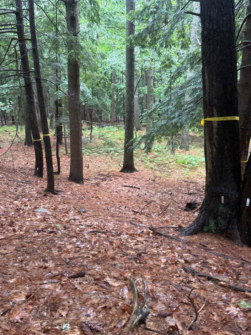 walking near me in Riverview Park in summer