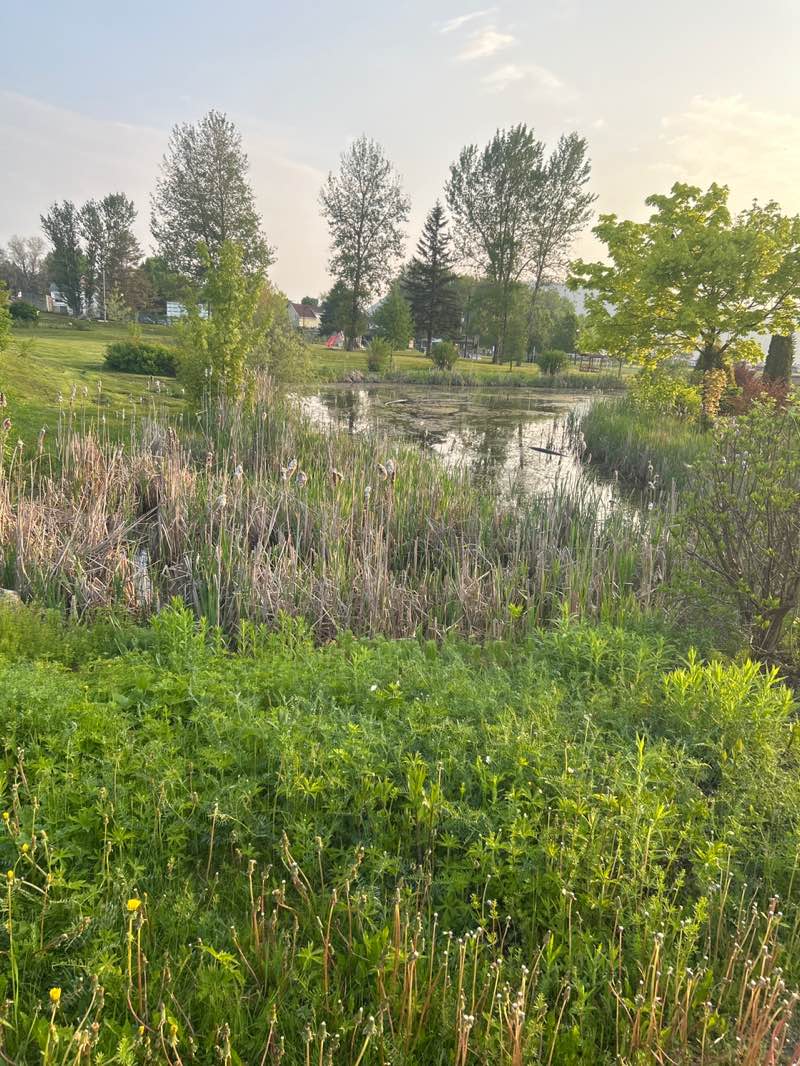 walking near me in Parc Clair Soleil in summer