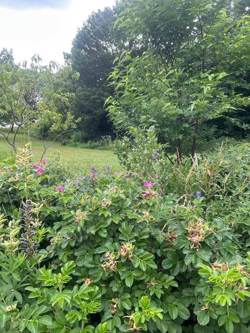 walking near me in Aberdeen Green in summer
