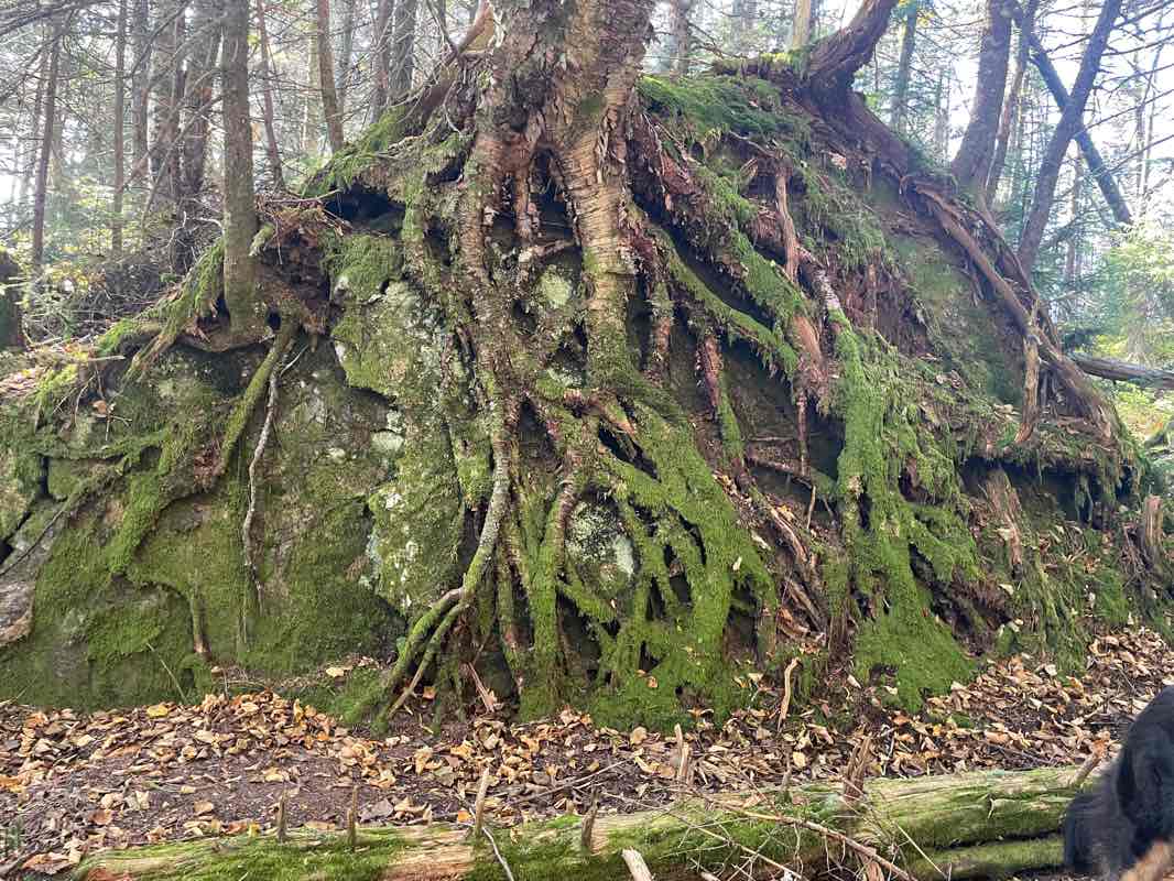 walking near me in Camels Hump State Forest in winter