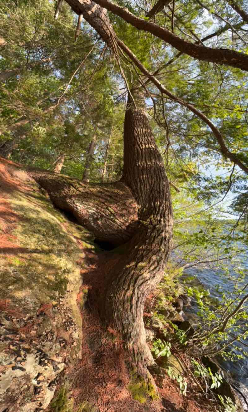 walking near me in Ahern State Park in summer