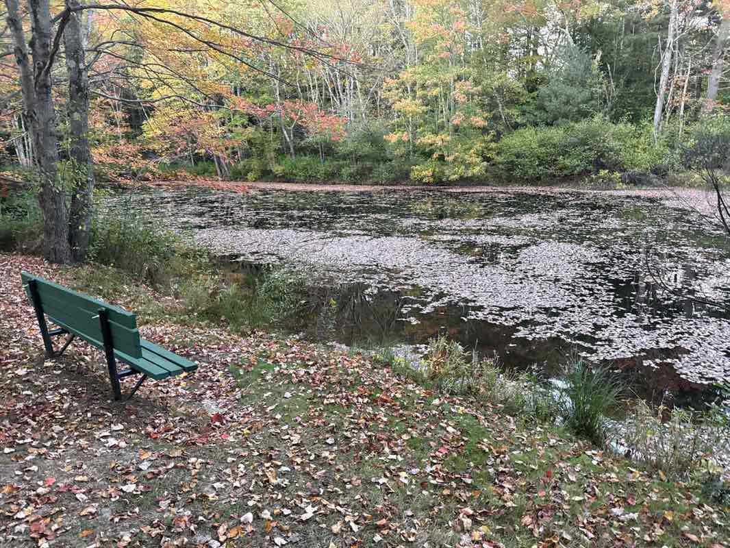 walking near me in Shadow Lake Park in autumn