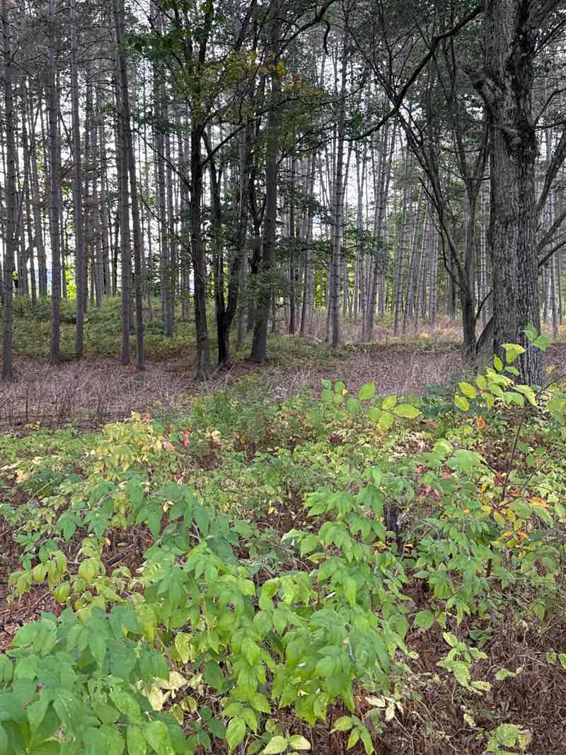 walking near me in Ladies Wildwood Park in autumn