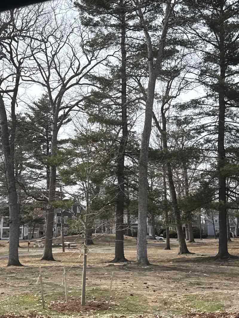 walking near me in Oak Park in spring