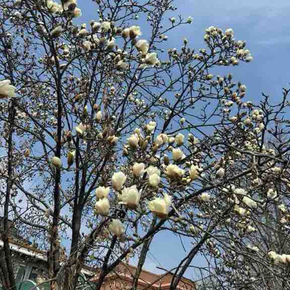 🇺🇸🇰🇷🏴󠁧󠁢󠁷󠁬󠁳󠁿Mattie Ro Goes 🏴󠁧󠁢󠁷󠁬󠁳󠁿🇰🇷🇺🇸 post 1