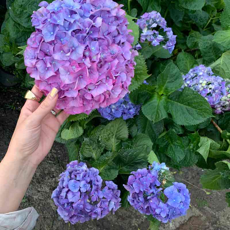 sahar.gholizadeh post 1