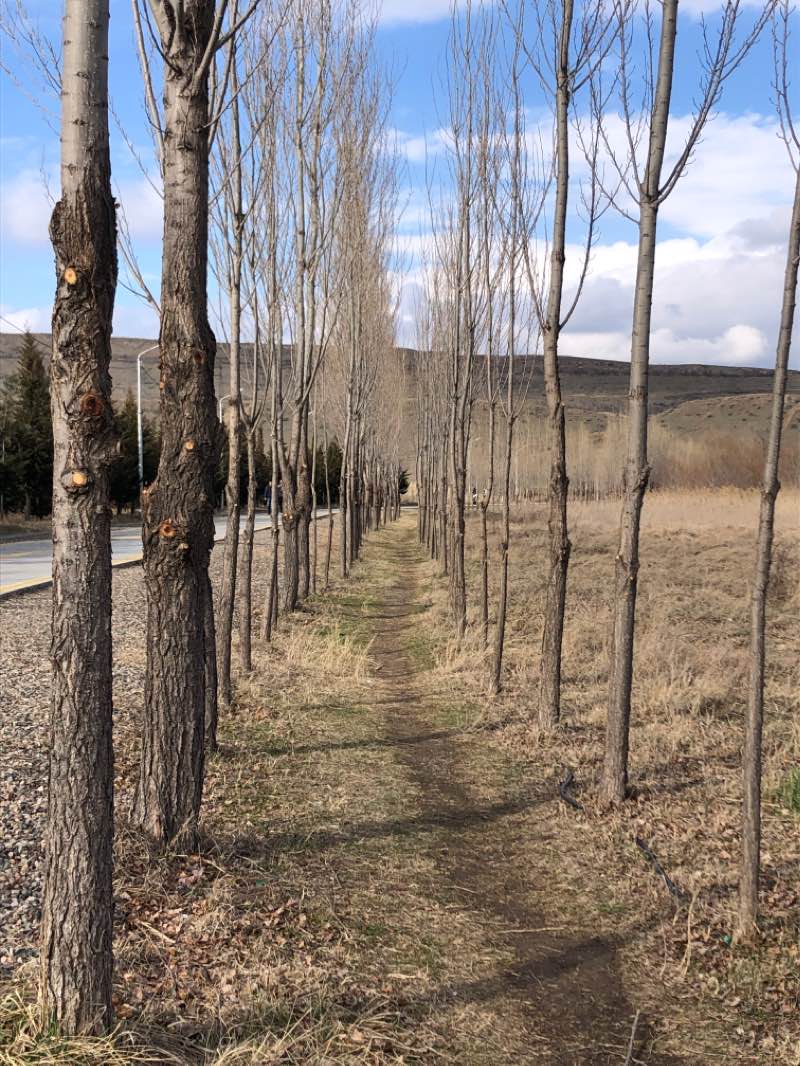 walking near me in ლისი რეკრეაცია in winter