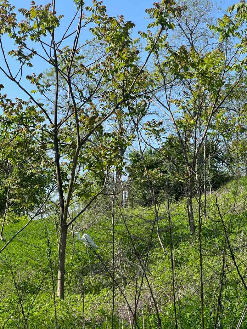 walking near me in Norman J. Levy Park & Preserve in spring