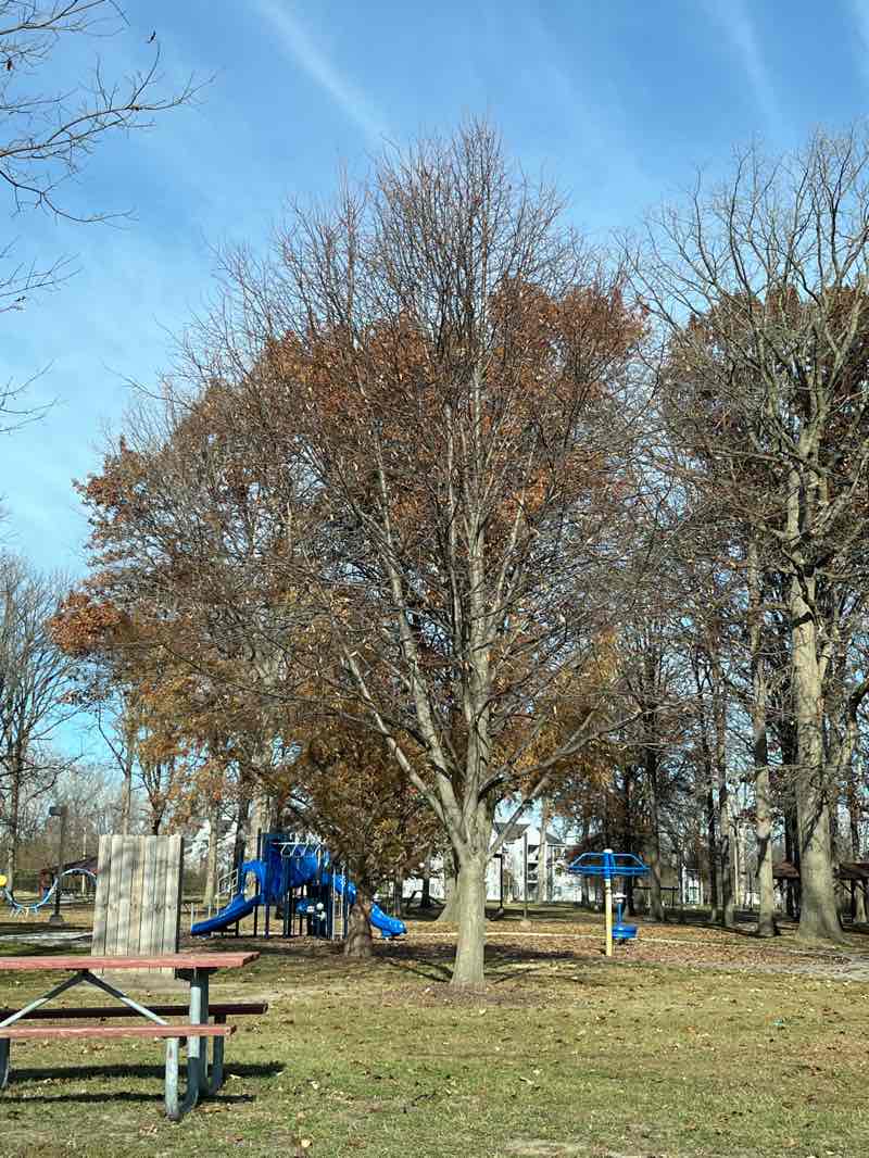 walking near me in Ray Torres Lions Park in autumn