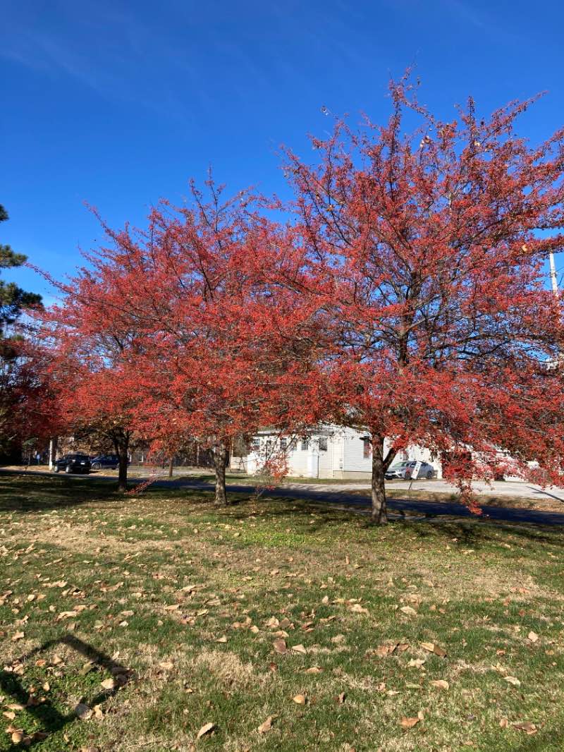 walking near me in MacMurray College in winter