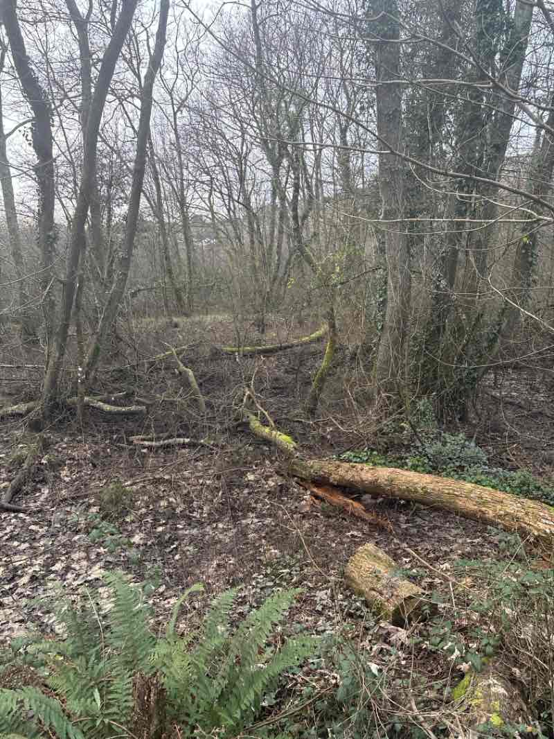 walking near me in Ballincollig Regional Park in winter
