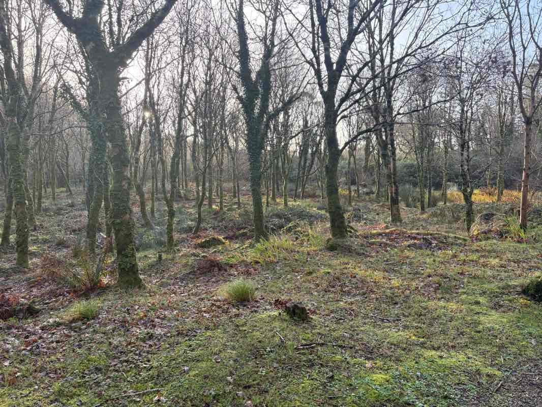 walking near me in Kylemore decorative gardens in winter
