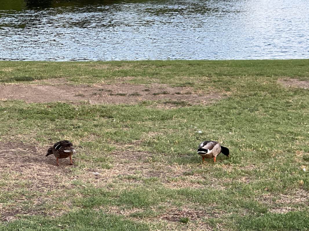 walking near me in Glendover Park in spring