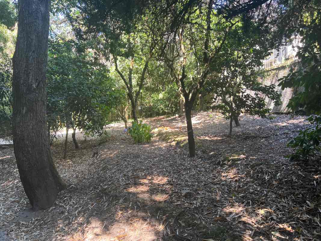 walking near me in Botanical Garden of the University of Coimbra in summer