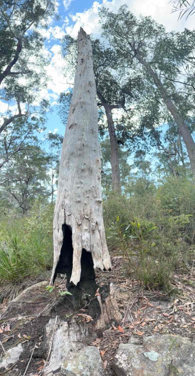 walking near me in Wollemi National Park in spring