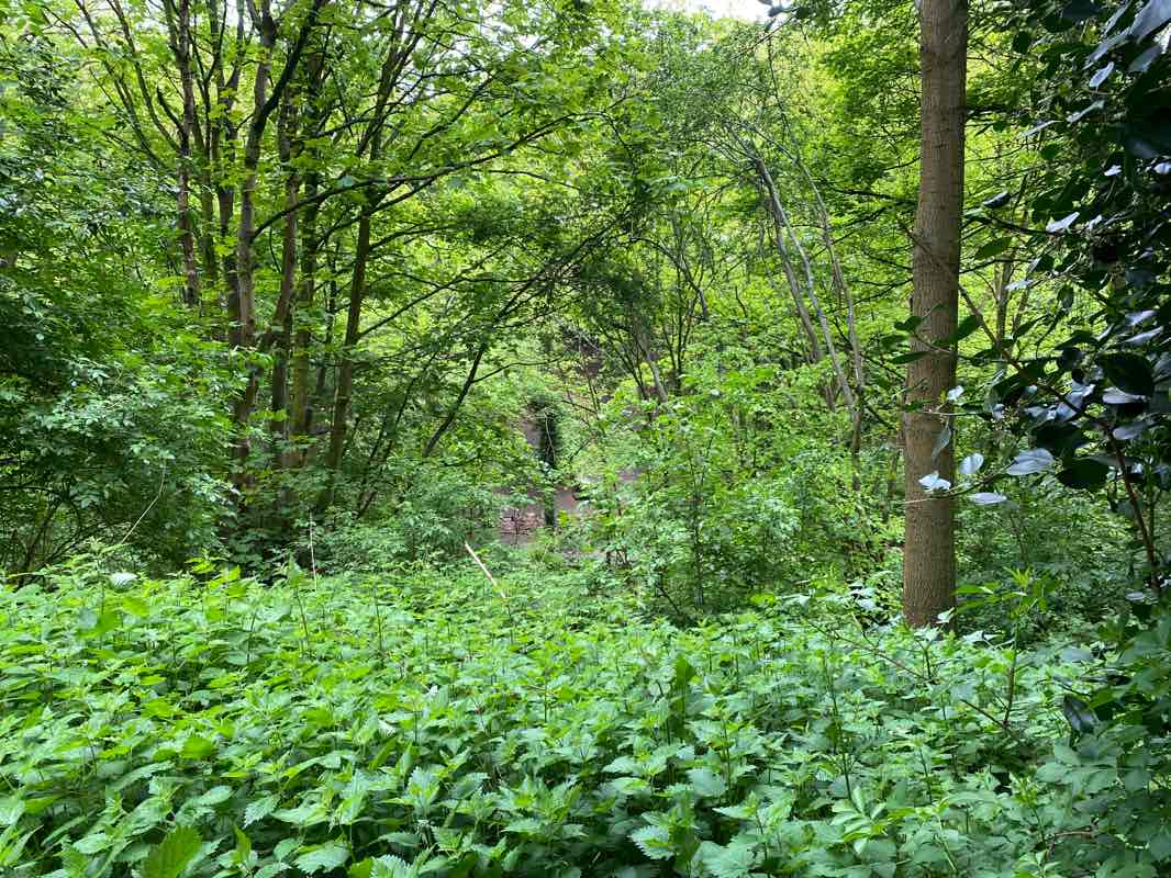 walking near me in Hyde Park in winter