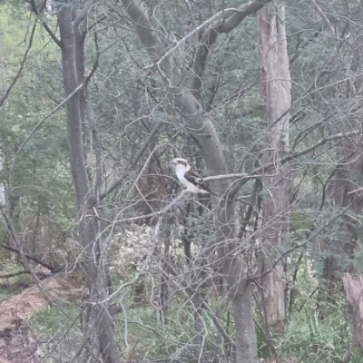 PKF Melbourne Audit Max post image