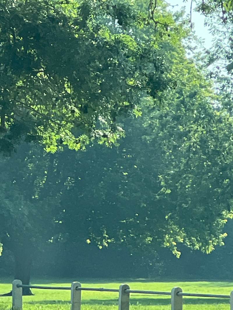 walking near me in Manor Park in summer