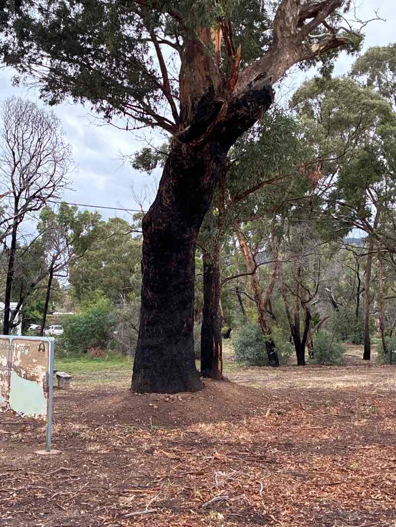 walking near me in Millers Creek Bushland Reserve in autumn