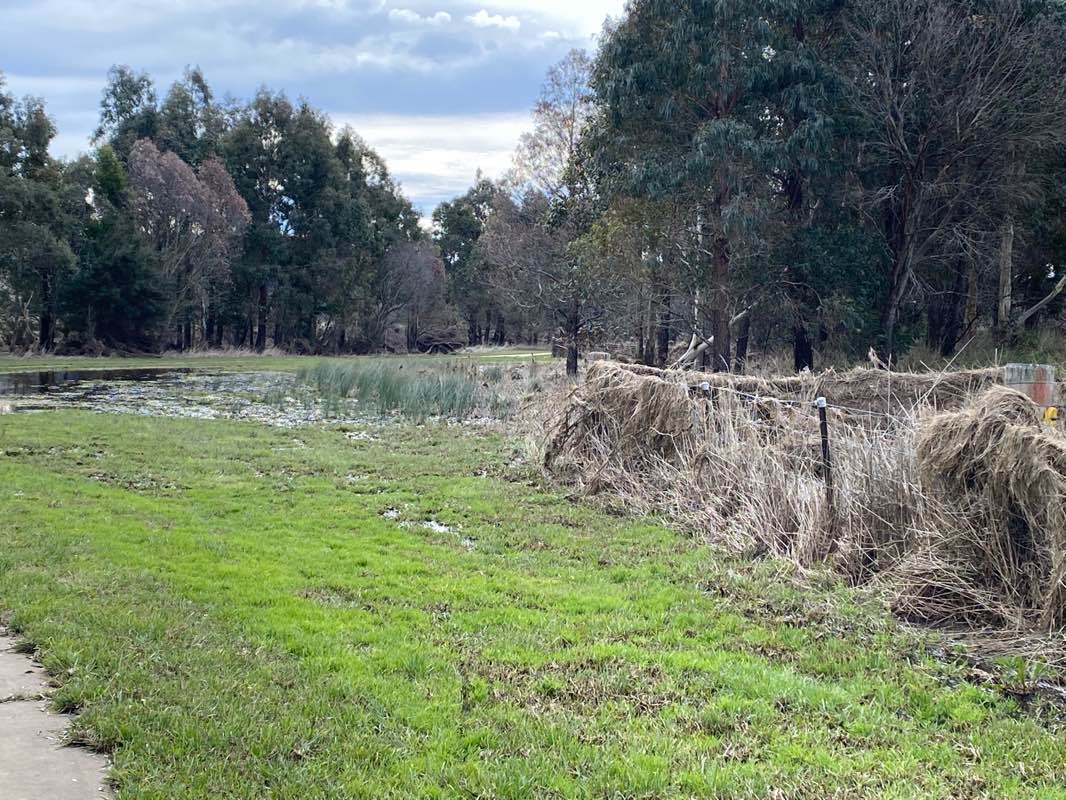 walking near me in Bong Bong Common in summer