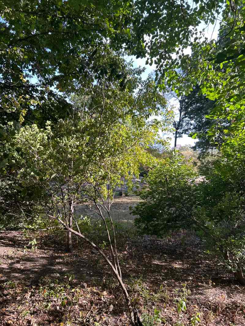 walking near me in Central Park in autumn