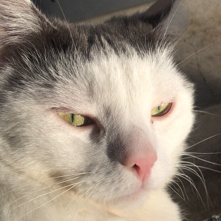 lila