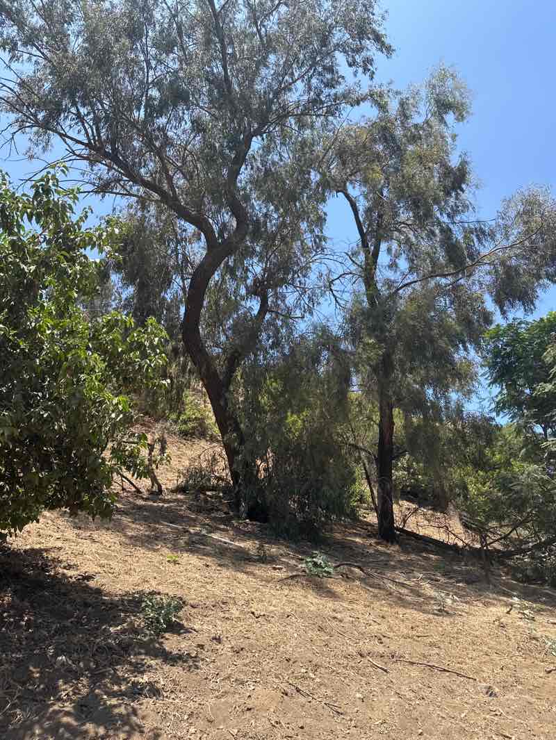 walking near me in Runyon Canyon Park in summer