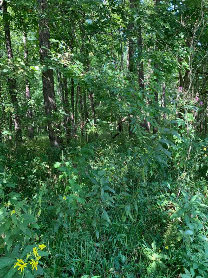 walking near me in Dawes Arboretum North in winter