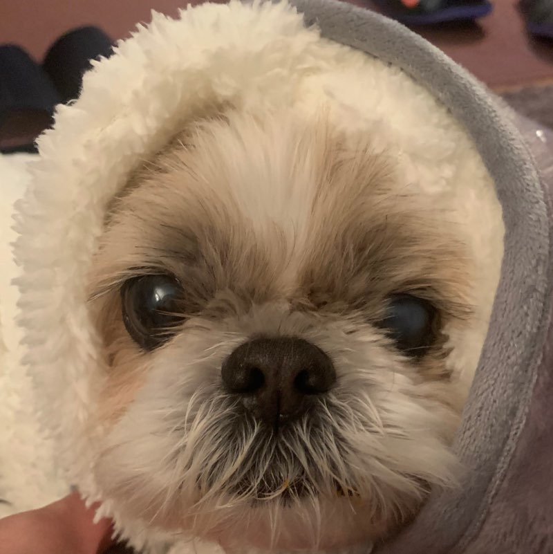 🐶ぺこ🐶 profile