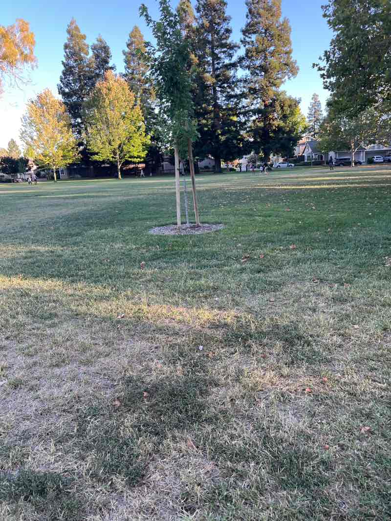 walking near me in Orloff Park in summer