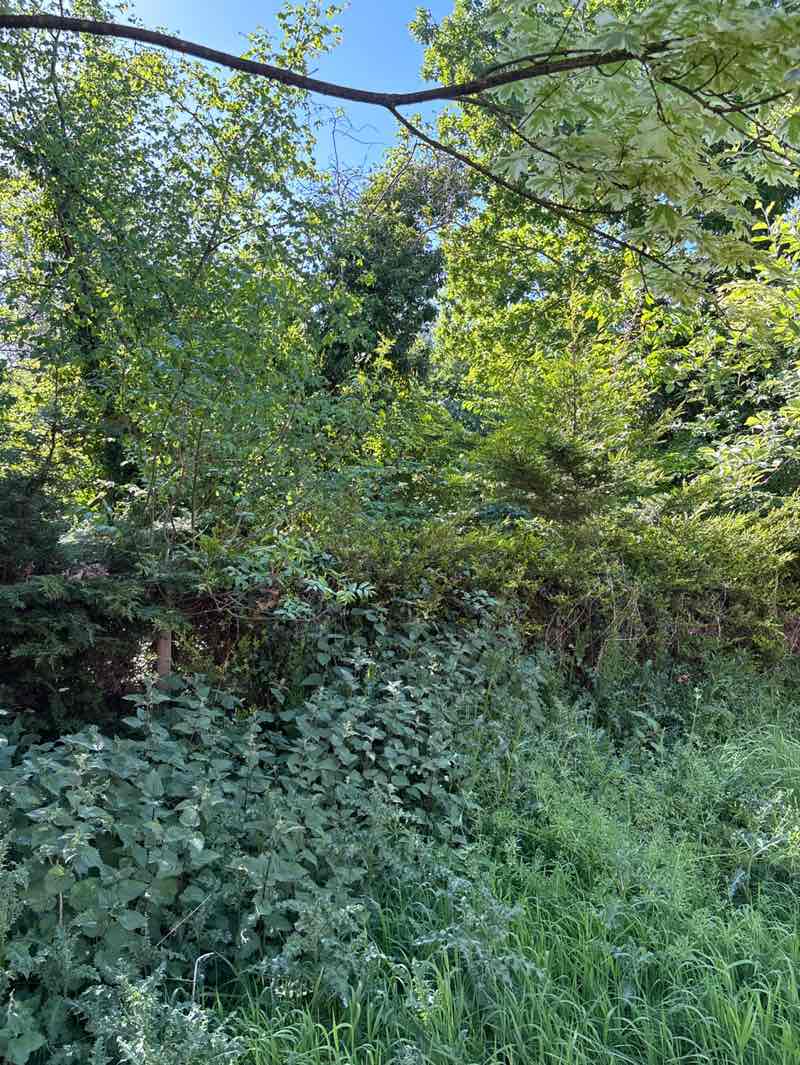 walking near me in Quaker Wood in spring