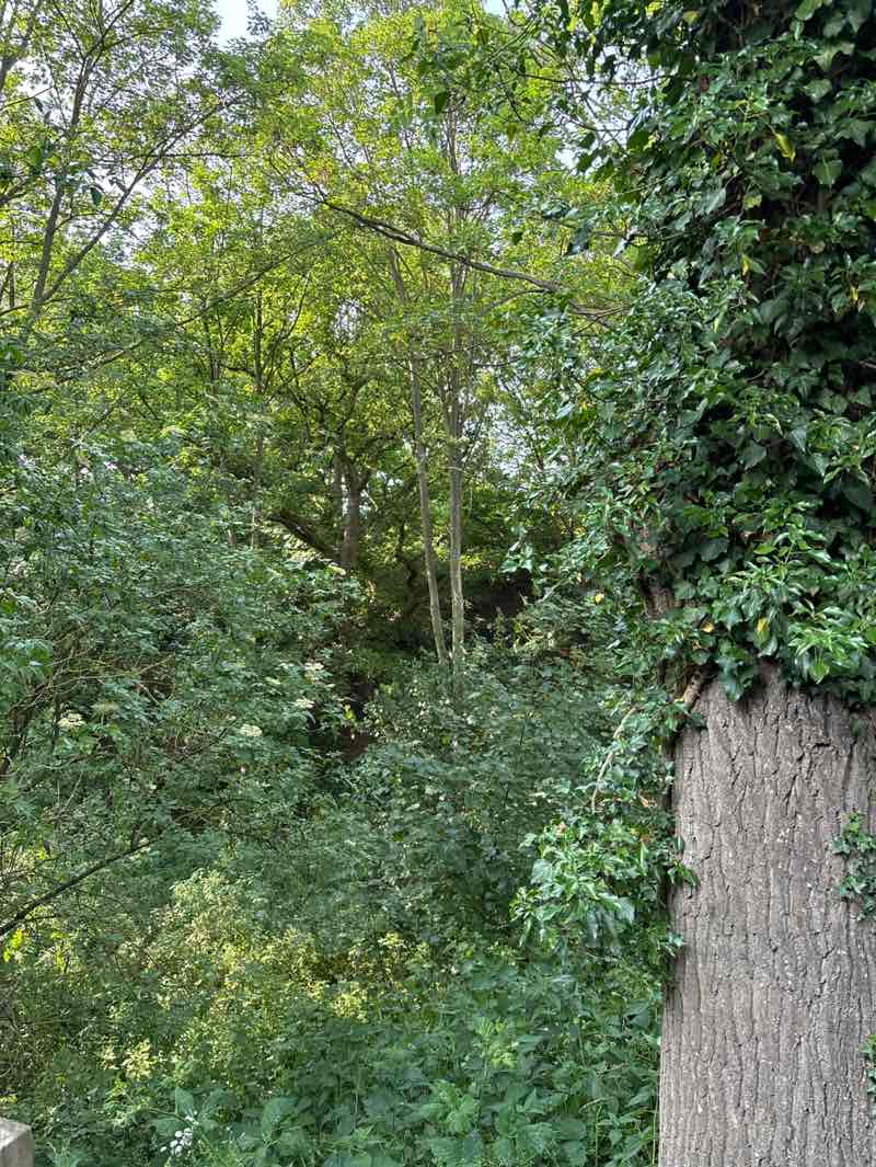 walking near me in Caen Meadow in summer