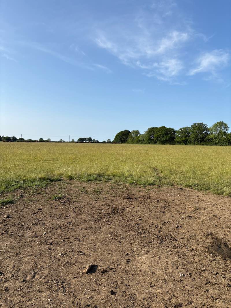walking near me in Darrow Wood (National Trust) in summer