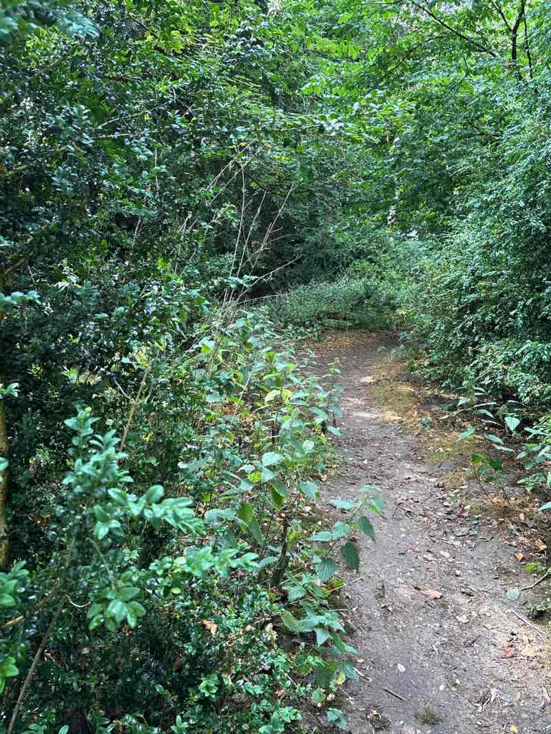 walking near me in Cloverfield Water Meadows in summer