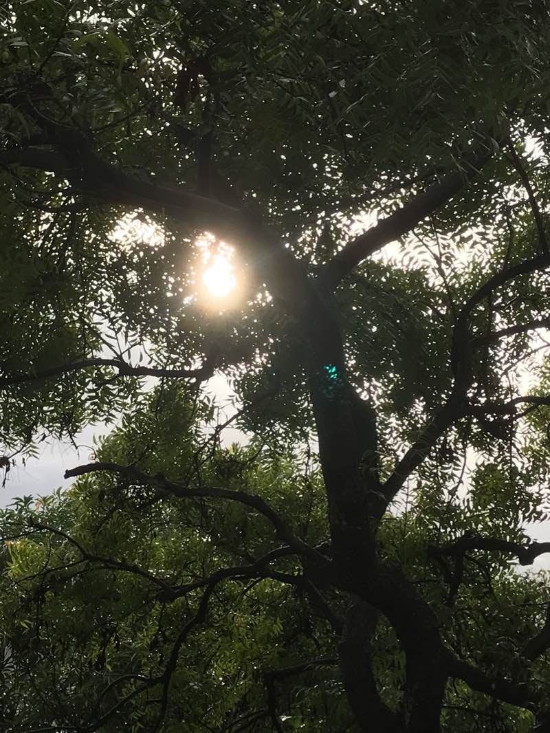 walking near me in Pimple Saudagar Linear Gardens in winter