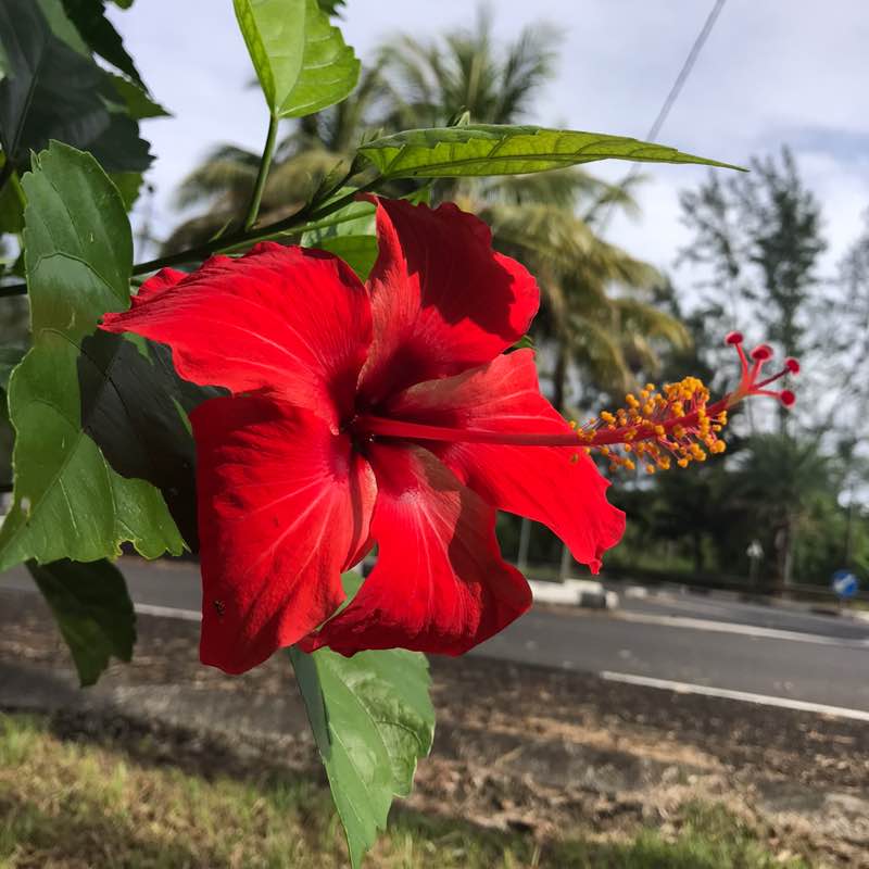 A Maurice on marche ossi! Mellino post image