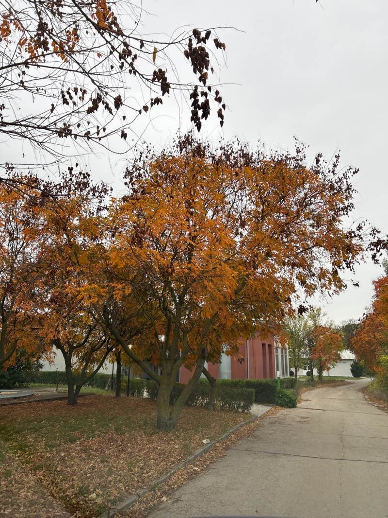 walking near me in Шуменски Университет Константин Преславски in autumn